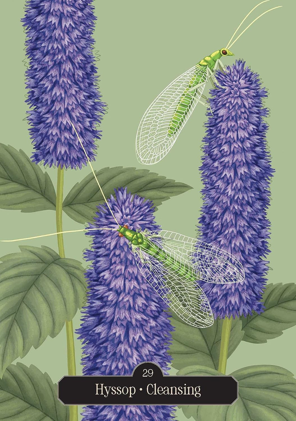 Hyssop oracle card showing purple flower spikes and two green lacewing insects, labeled ‘29 Hyssop Cleansing.