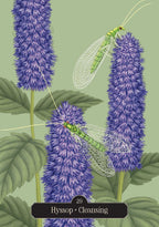 Hyssop oracle card showing purple flower spikes and two green lacewing insects, labeled ‘29 Hyssop Cleansing.