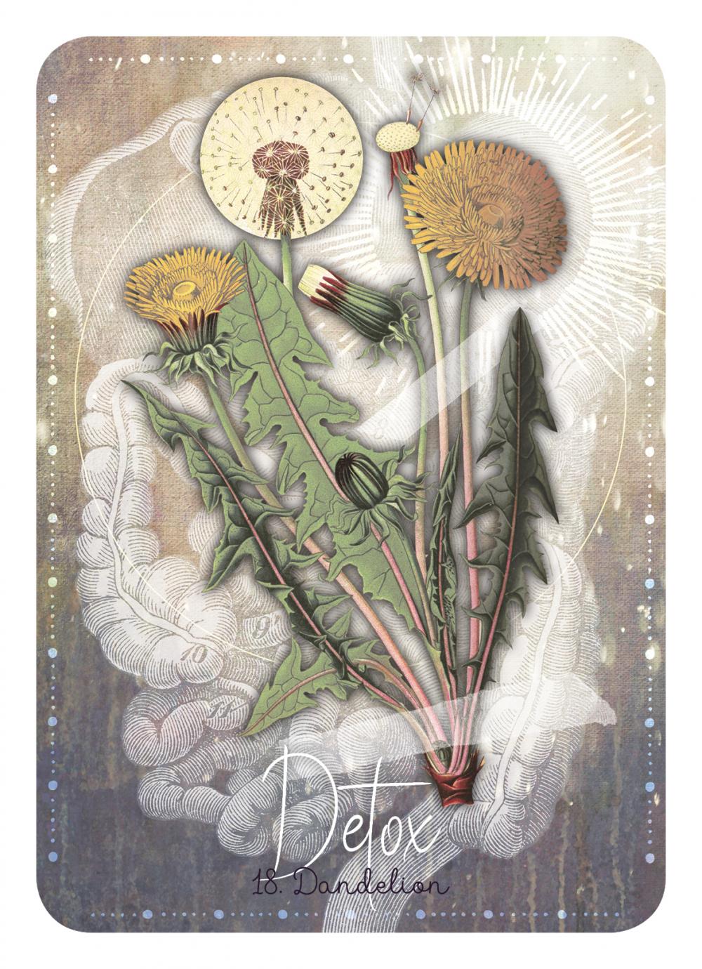 Illustration of dandelion plants with a human digestive system overlay, labeled 'Detox the Dandelion'.