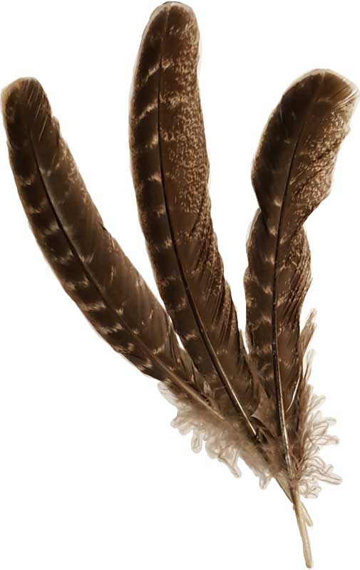 Barred Pattern Smudging Feather