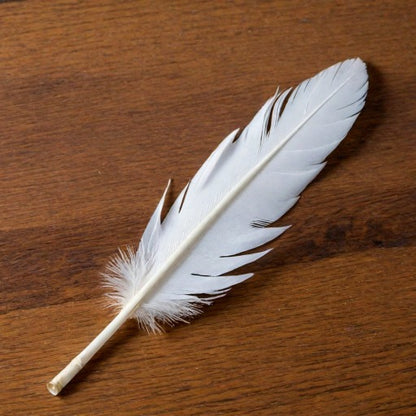 Dyed White Turkey Feathers